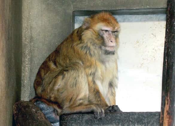 動物図鑑・バーバリーマカク